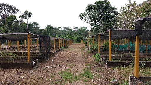 Universidad Amazónica de Madre De Dios - Vivero