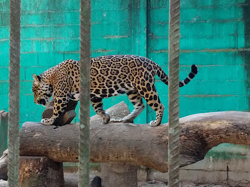 Albergue Zoologico El Jaguar