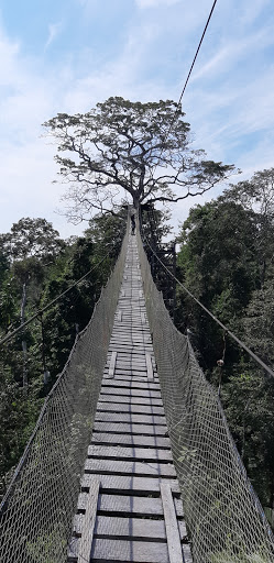 Canopy Walk