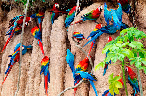 Tambopata Jungle Tours Peru