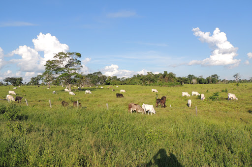 inmobiliaria Selva Perú